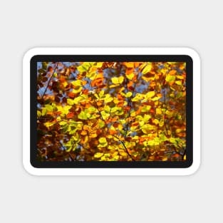 Brightly colored autumn leaves on a beech tree Magnet