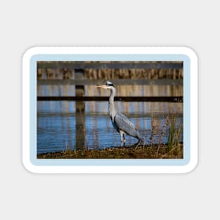 Grey Heron Magnet