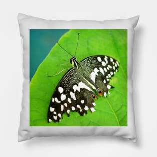 Spotted Butterfly Pillow