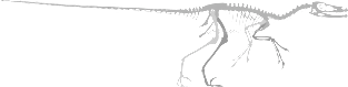 Velociraptor Skeletal Magnet