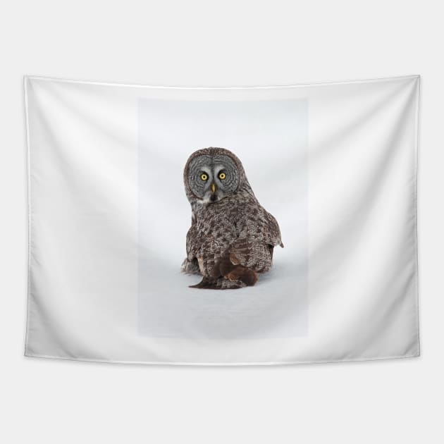 Great Grey Owl Tapestry by Jim Cumming