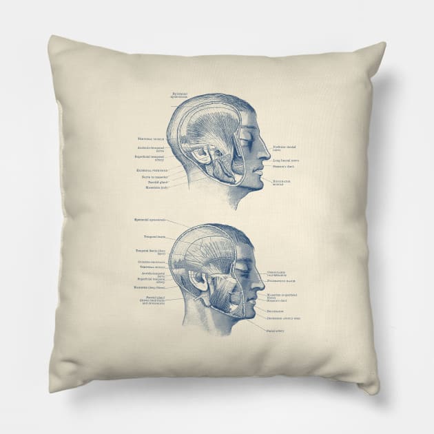 Face Muscular Diagram - Dual Side View Pillow by Vintage Anatomy Prints