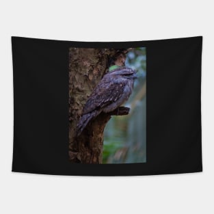 Tawny Frogmouth 2 Tapestry