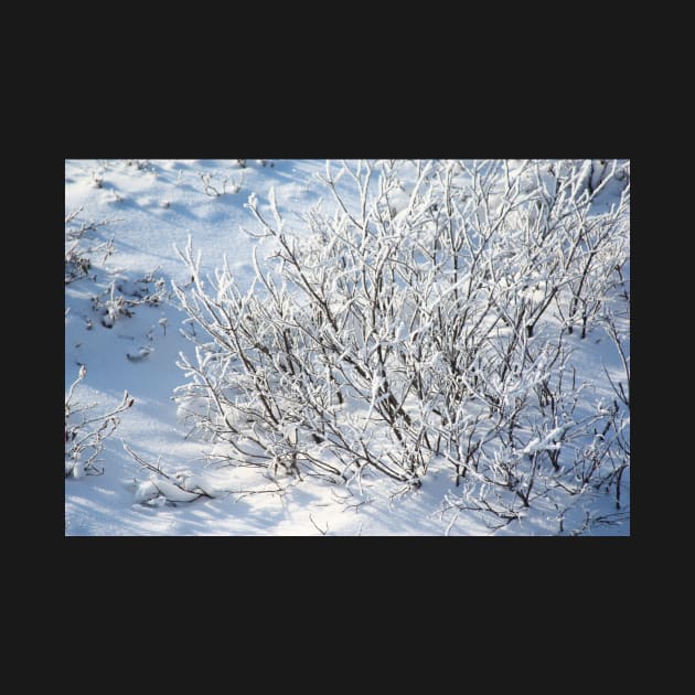 Hoarfrost on Arctic Willow by Carole-Anne