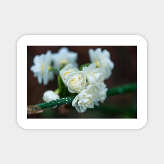 White Mountain Flowers in the Winter Rain Magnet by seaearthandsky