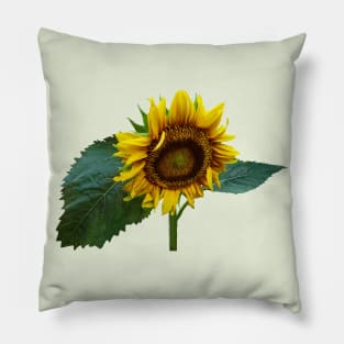 Sunflower Glancing Down Pillow