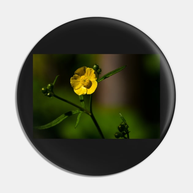 Closeup of a bright yellow buttercup Pin by Steves-Pics