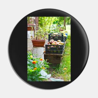 Harvest time, apples in plastic basket on vintage wooden terrace Pin