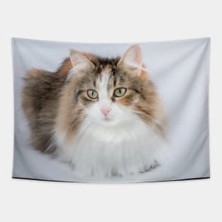 Long Hair tortoiseshell cat Tapestry