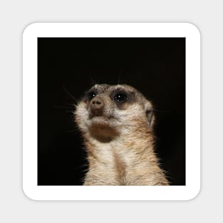 Meerkat 032 Magnet