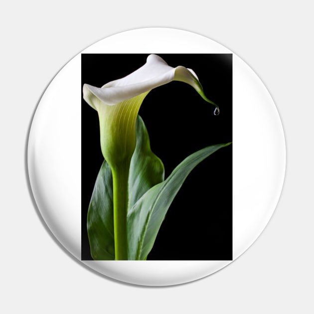 Calla lily with drip Pin by photogarry