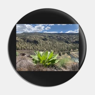 Woolly Mullien on the Sagebrush Juniper Steppe High desert Pin