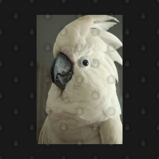 Umbrella cockatoo parrot bird portrait by Oranjade0122