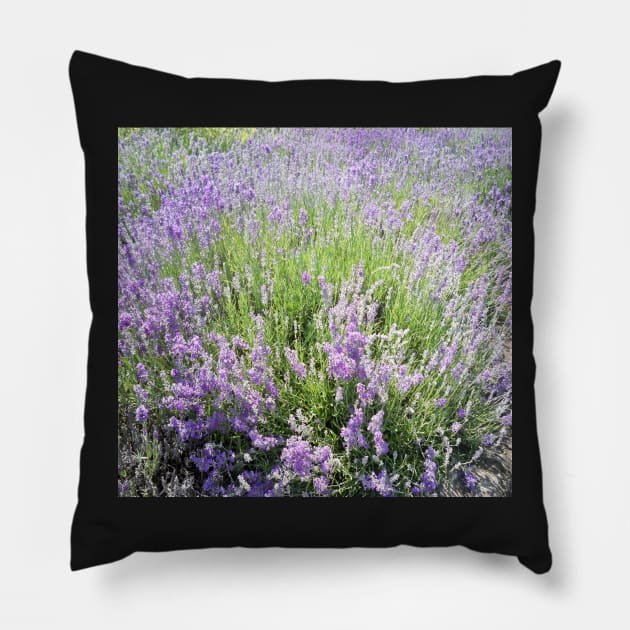 Lavender Pillow by Jujucreation