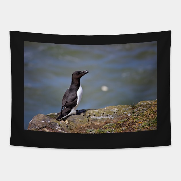 Razorbill Tapestry by InspiraImage