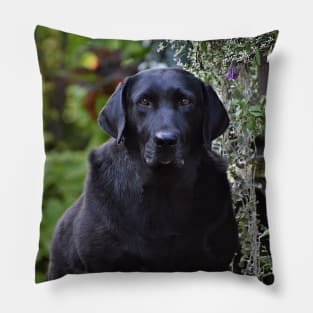 Longing Eyes Pillow