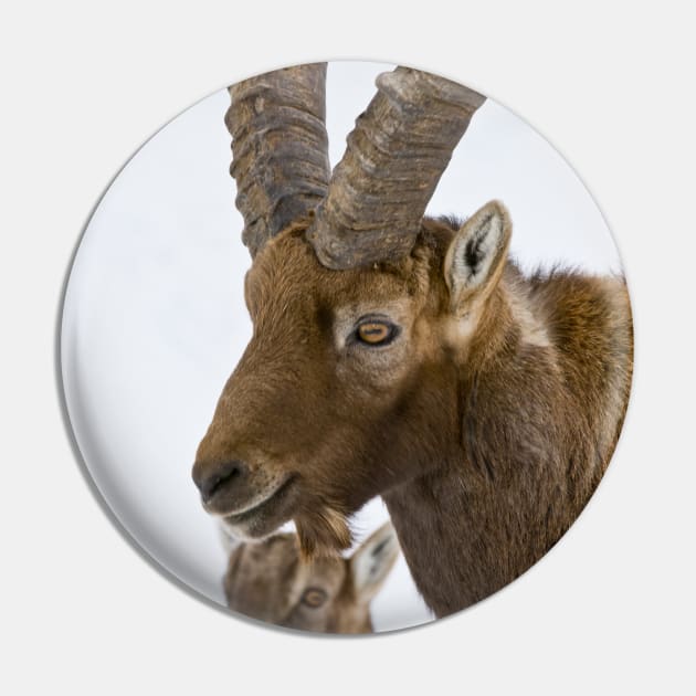 Ibex Pin by jaydee1400