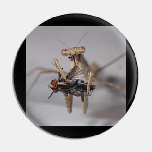 Praying Mantis with a fly. Pin