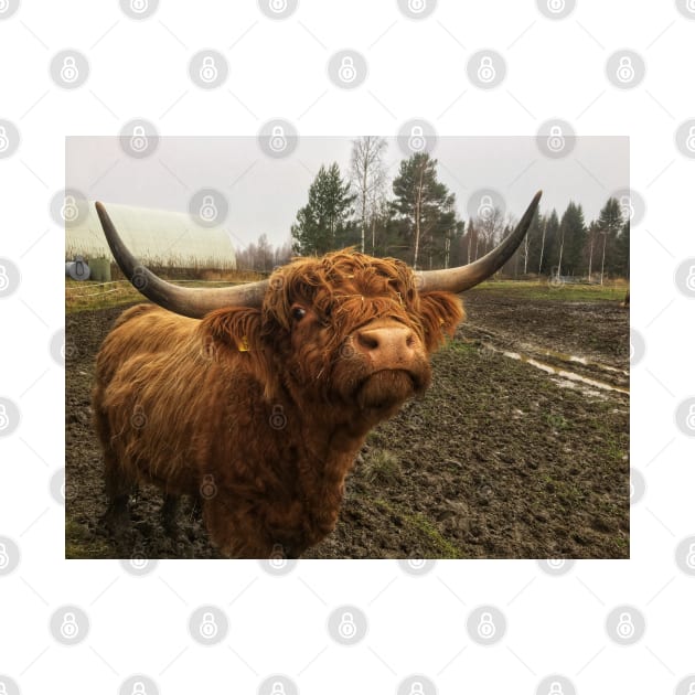 Scottish Highland Cattle Bull 1846 by SaarelaHighland