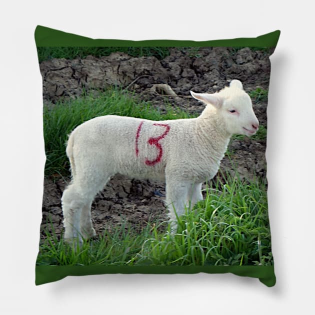 Cute Lamb 13th Pillow by SueNordicDesigns