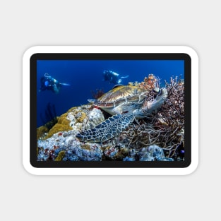 Turtle Under the Ocean Magnet