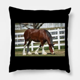 Clydesdale Pillow