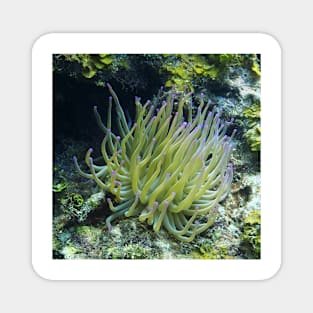 Pink Tipped Giant Sea Anemone Magnet