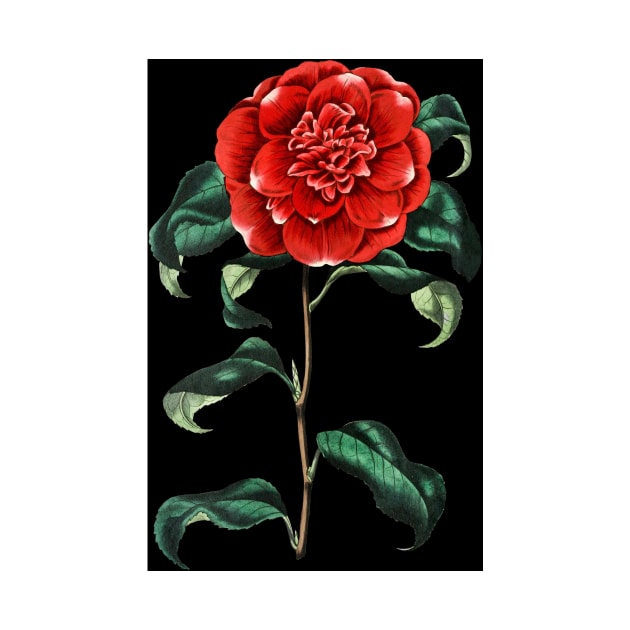 Painting, red rose, Crimson camellia flower,the roses red by T-SHIRT-2020