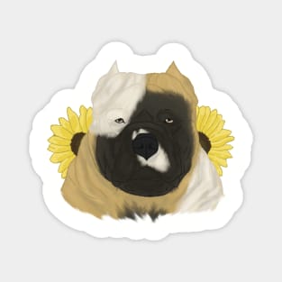 Fawn Pied American Bully with Sunflowers Magnet