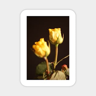 Yellow Roses 2 Magnet