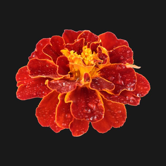 Tagetes patula &#39;Red Cherry&#39; French marigold by chrisburrows