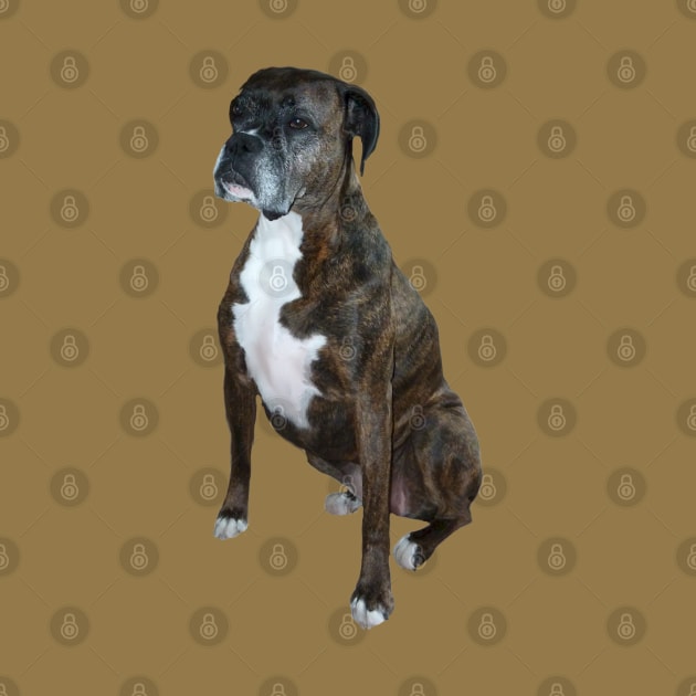A Handsome Brindle Boxer - Just the Dog by Dogs Galore and More