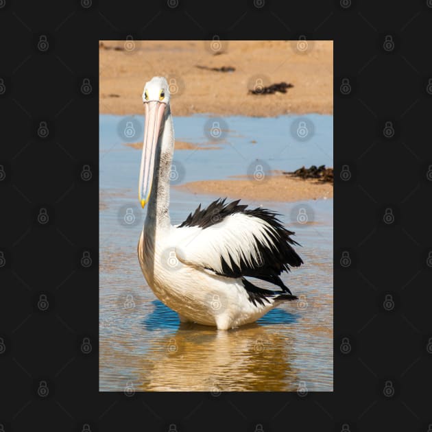 Australian Pelican by Upbeat Traveler