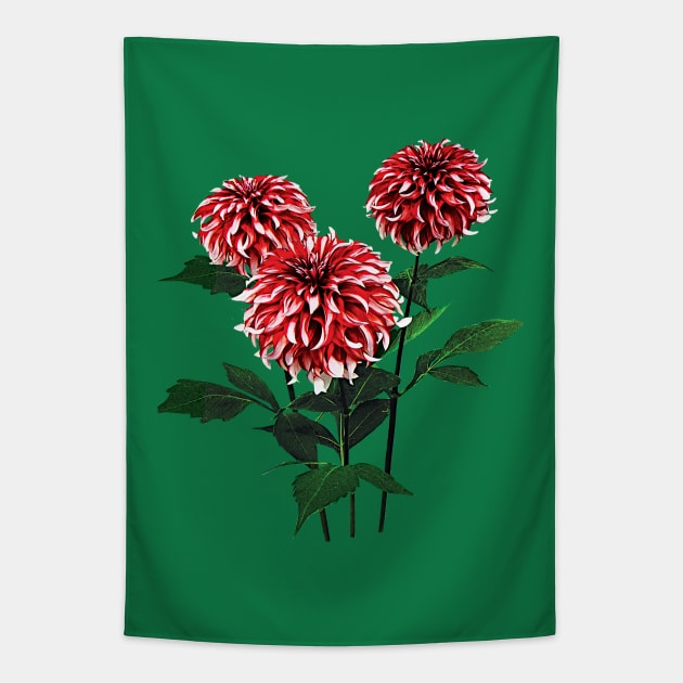 Dahlia Santa Claus Tapestry by SusanSavad