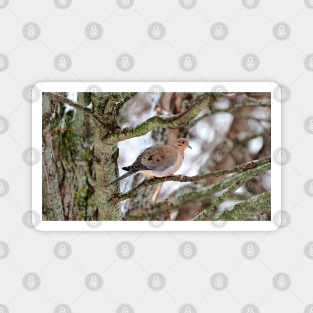 Mourning Dove Perched In a Tree Staring At The Camera In The Winter Magnet by BackyardBirder
