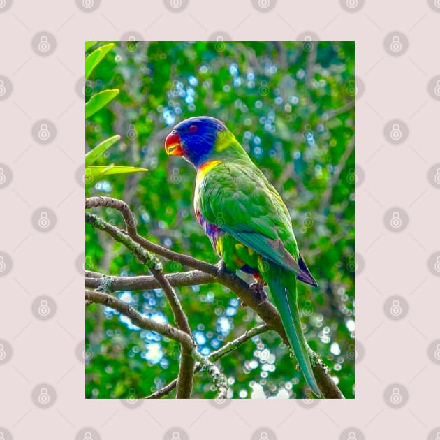 The Rainbow Lorikeet! by Mickangelhere1