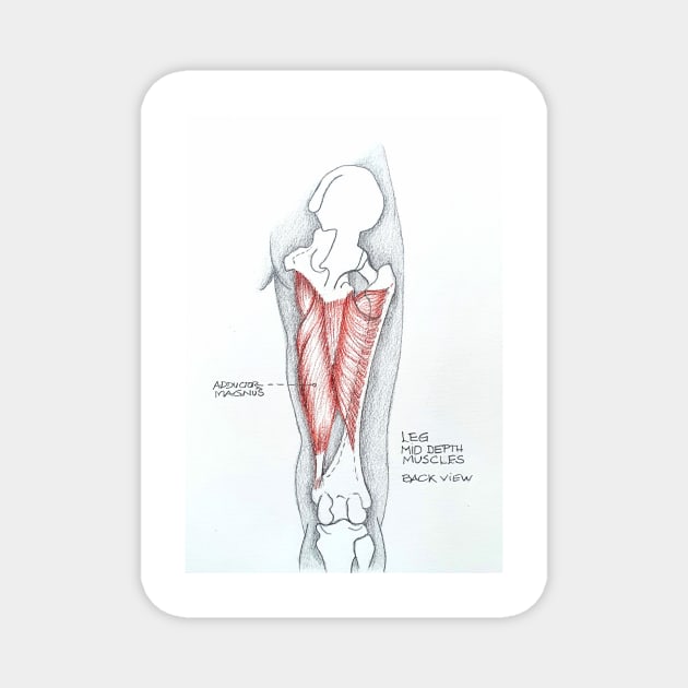 Anatomy. Leg mid depth muscles Magnet by terezadelpilar