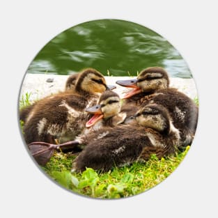 Canada Geese Goslings Huddling Together Pin