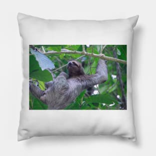 Three Toed Sloth Climbing Pillow