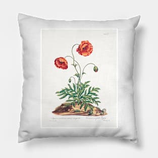 Common poppy - Botanical Illustration Pillow