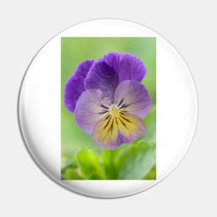 Pansy Viola  Photo with artistic filter applied Pin