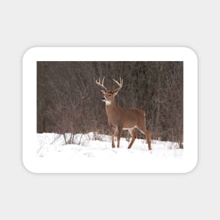 Bambi - White-tailed Buck Magnet