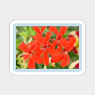 Ivy-leaved Pelargonium Magnet