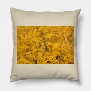 Aspen tree foliage in autumn colors Pillow