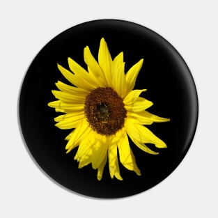 sunflowers, sunflower, blooms, summer, flowers Pin