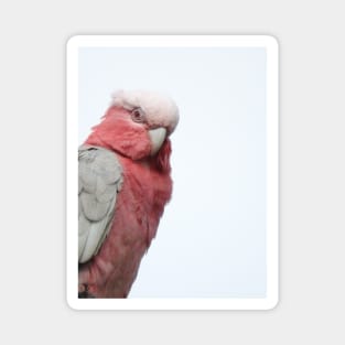 Galah Magnet