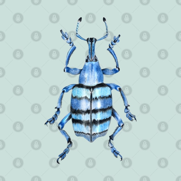 Weevil beetle by Catdog