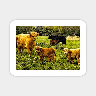 Highlands and Calves Magnet