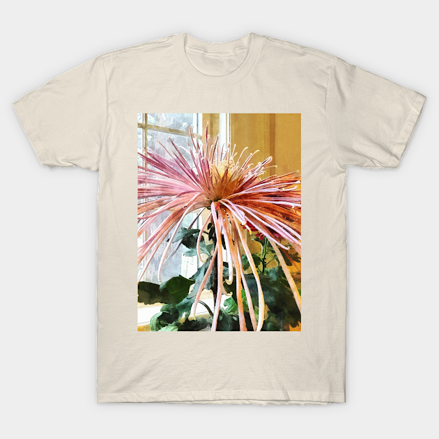 Chrysanthemums - Spider Mum Pink Splendor - Chrysanthemum - T-Shirt