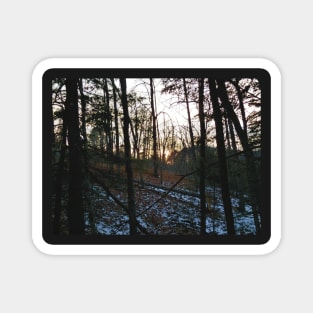 Forest Sunset Magnet